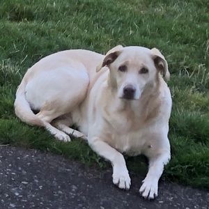 Meet your Posher, Holly